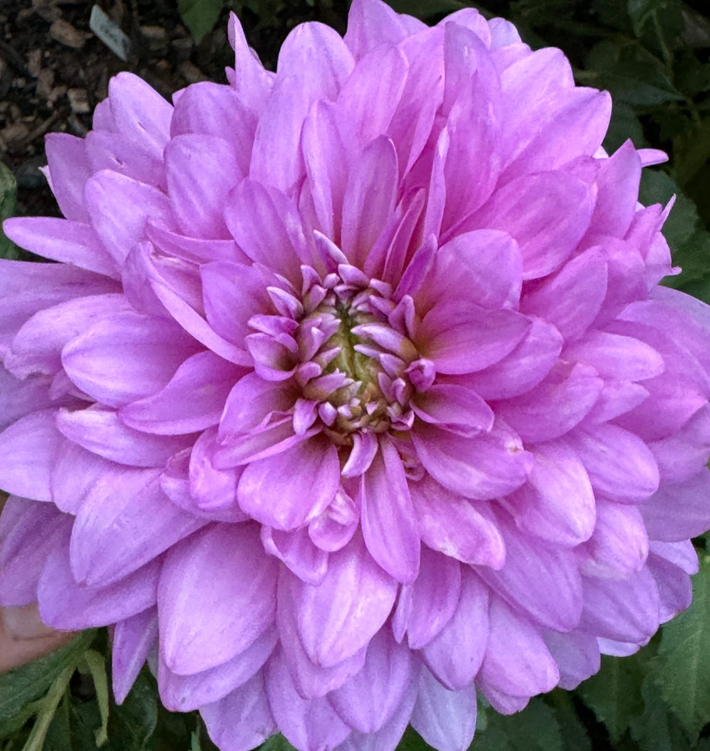 Ferncliff Inspiration Dahlia