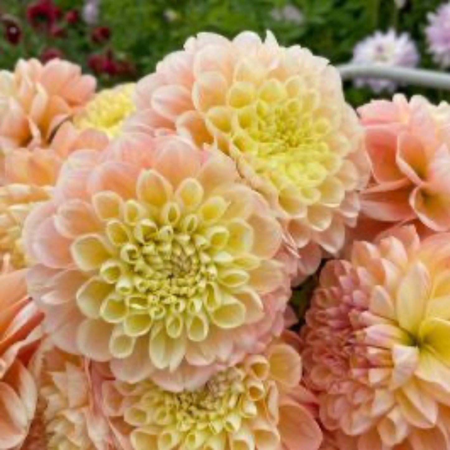 Honey Dew Dahlia