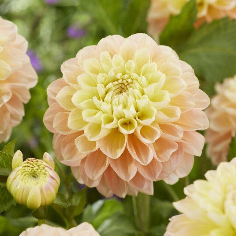 Honey Dew Dahlia