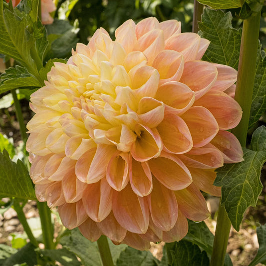 Honey Dew Dahlia