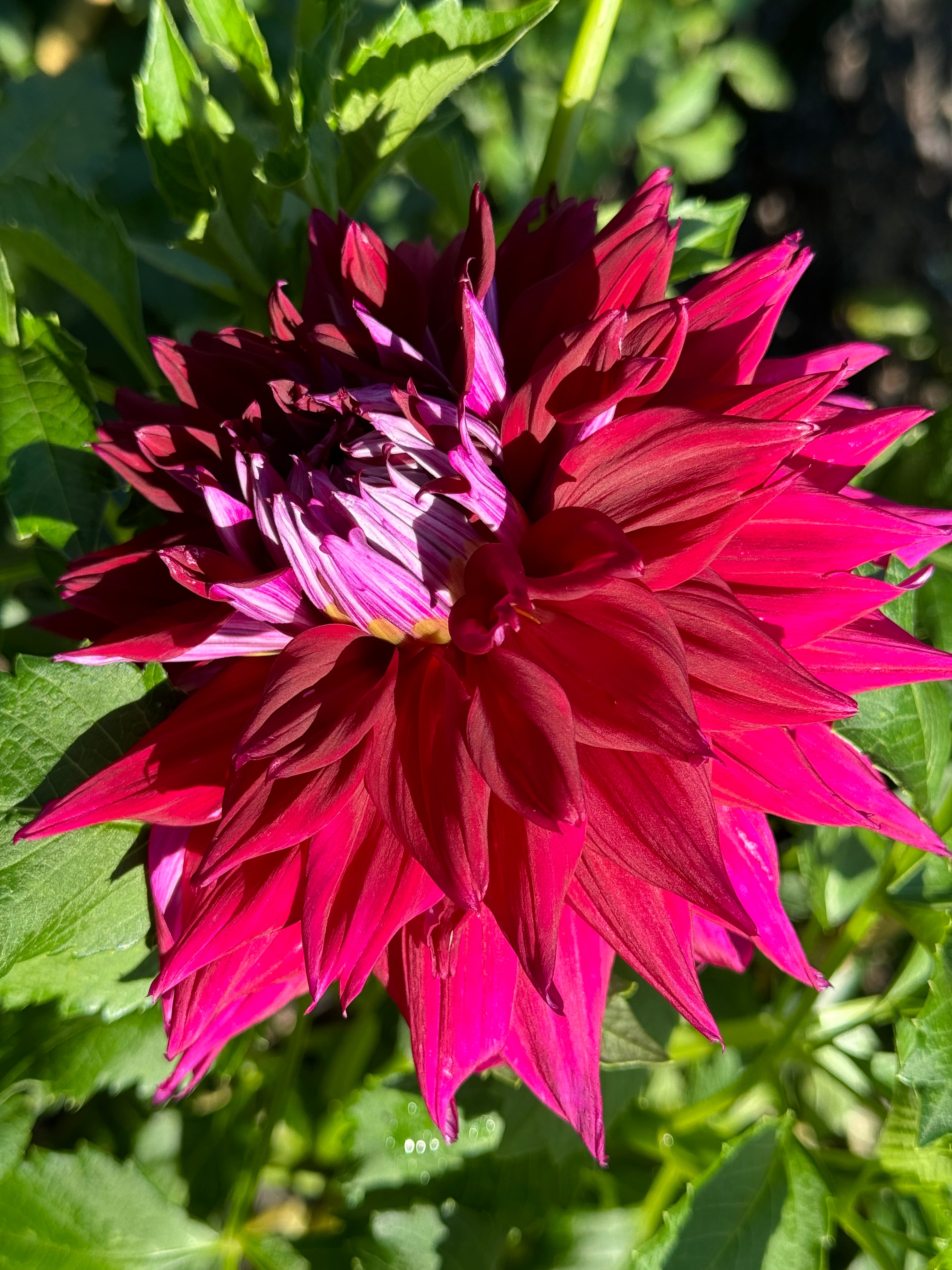 AC Zed Dahlia – Draginas Dahlias