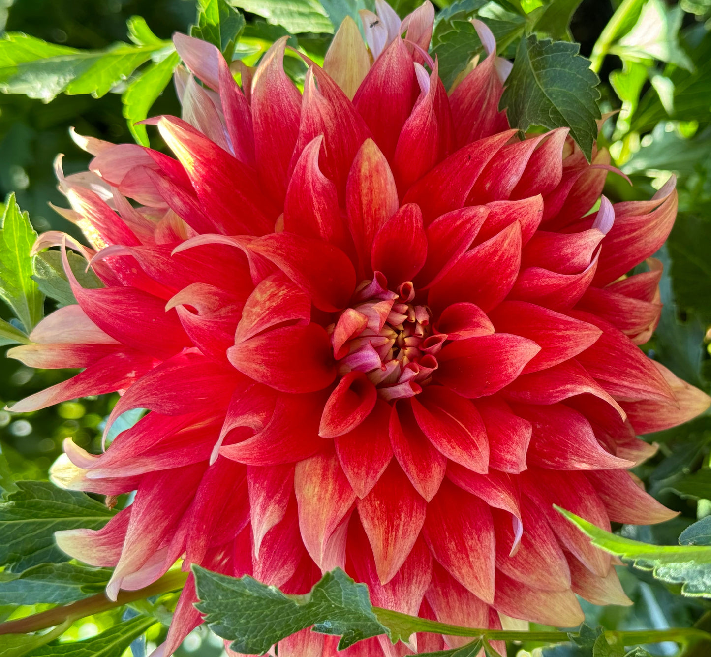 Hot Tamale Dahlia