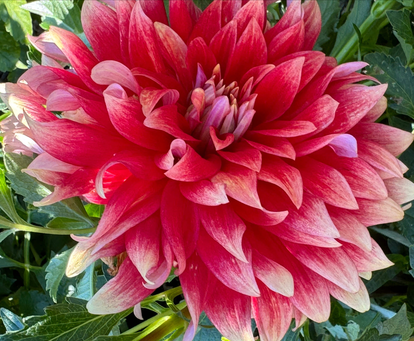 Hot Tamale Dahlia