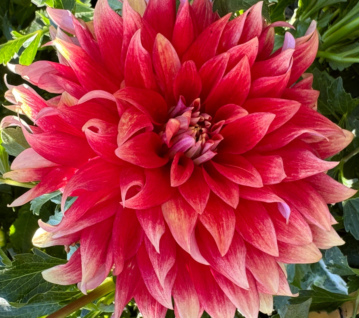 Hot Tamale Dahlia