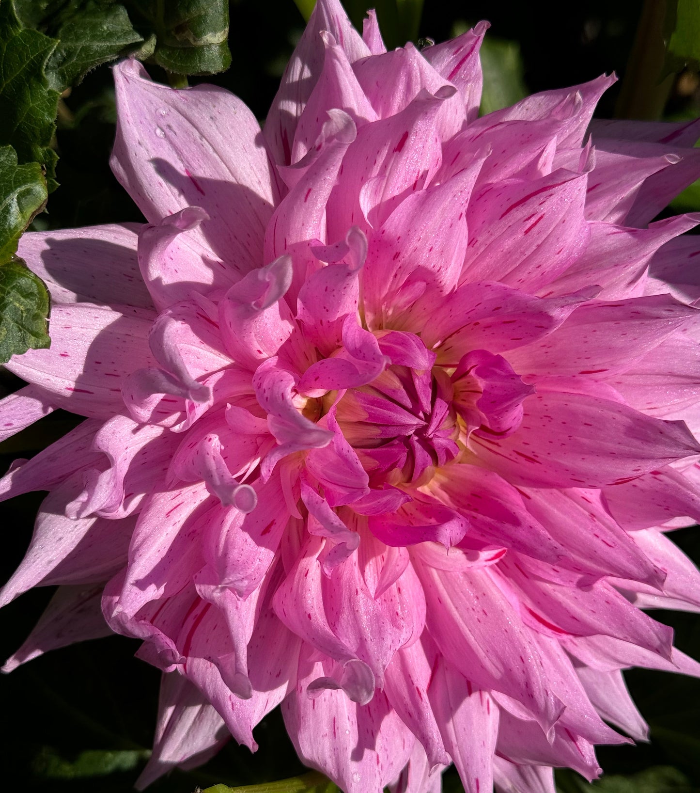 Mick’s Peppermint Dahlia