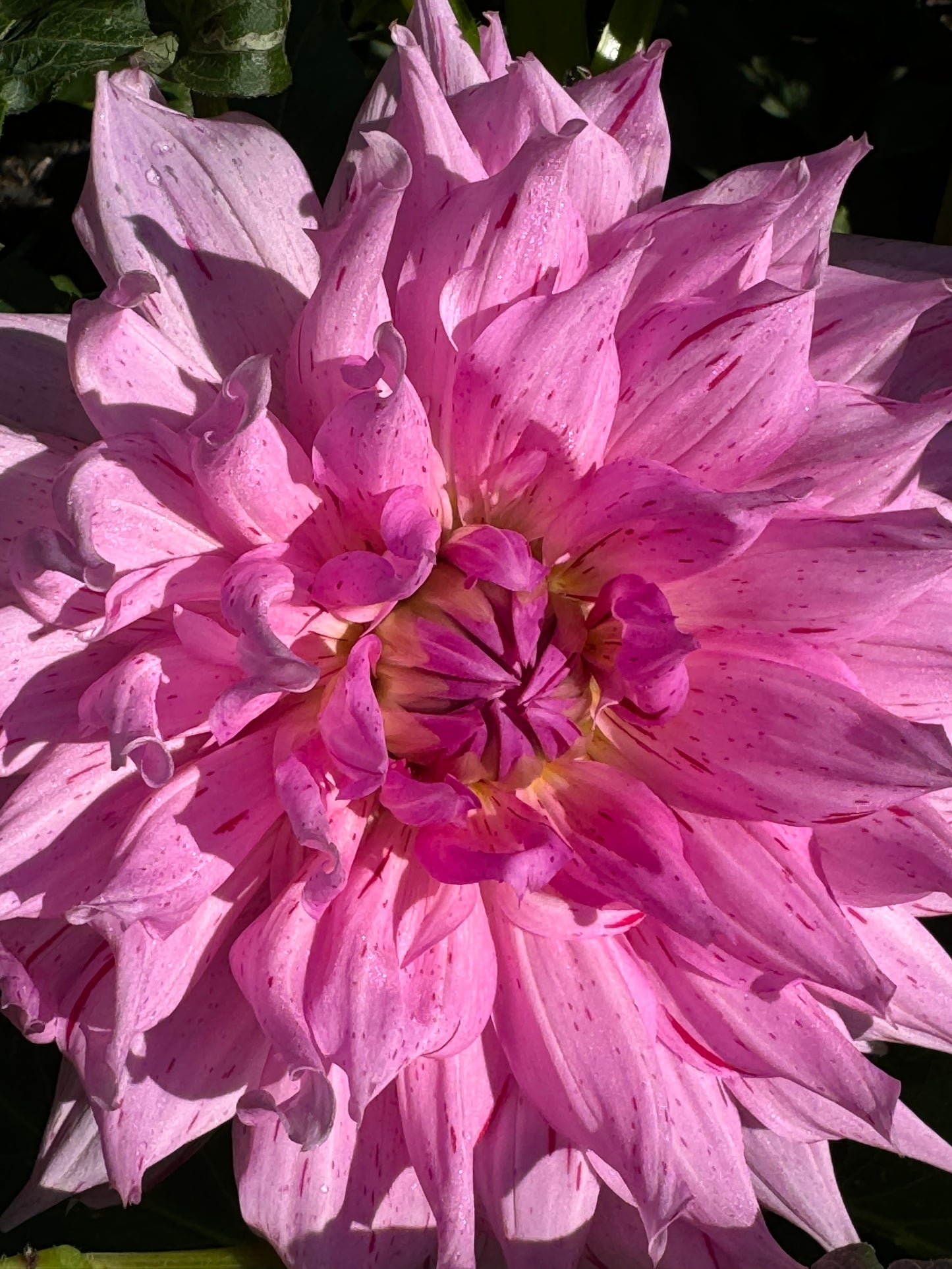 Mick’s Peppermint Dahlia