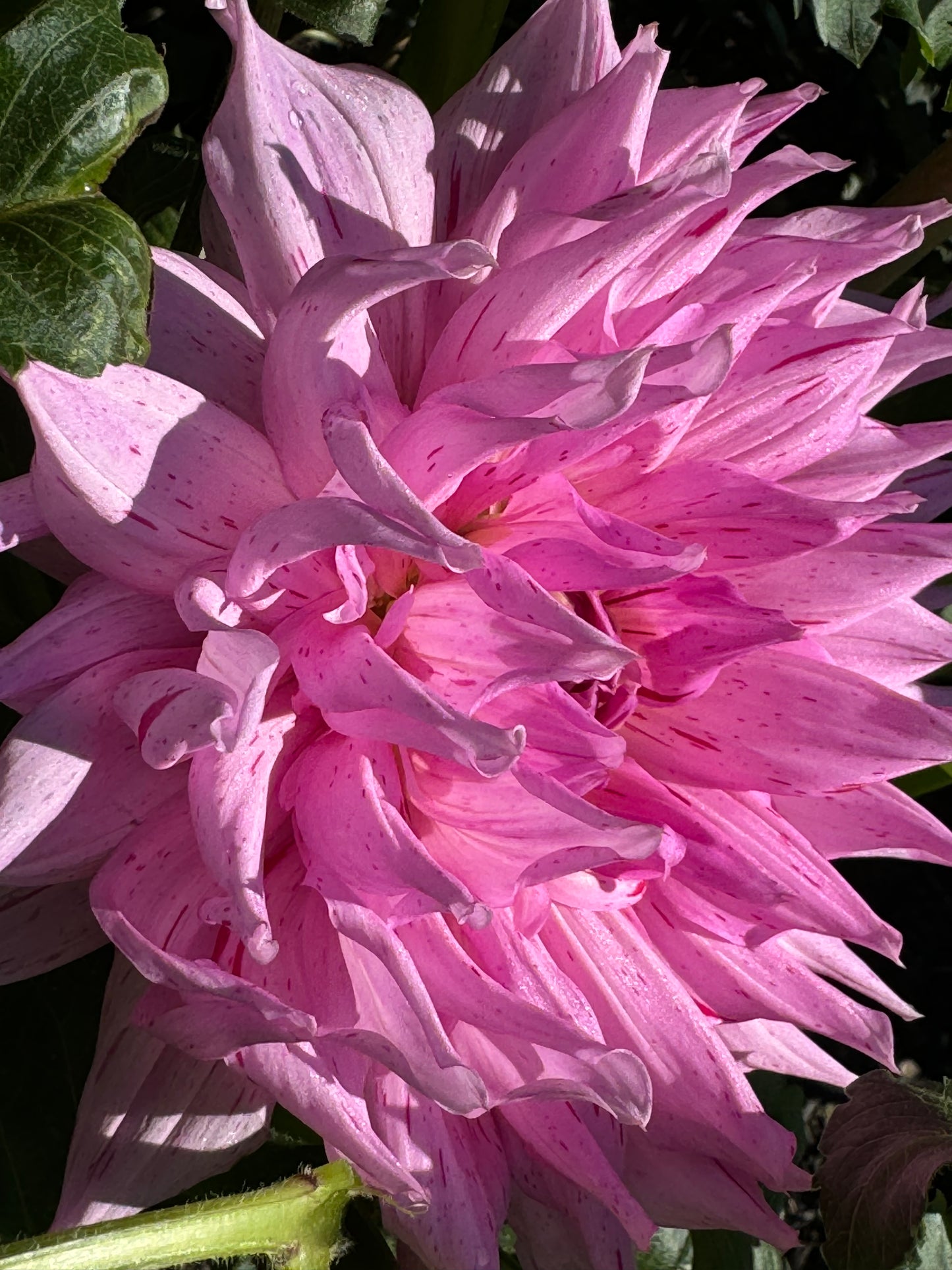 Mick’s Peppermint Dahlia