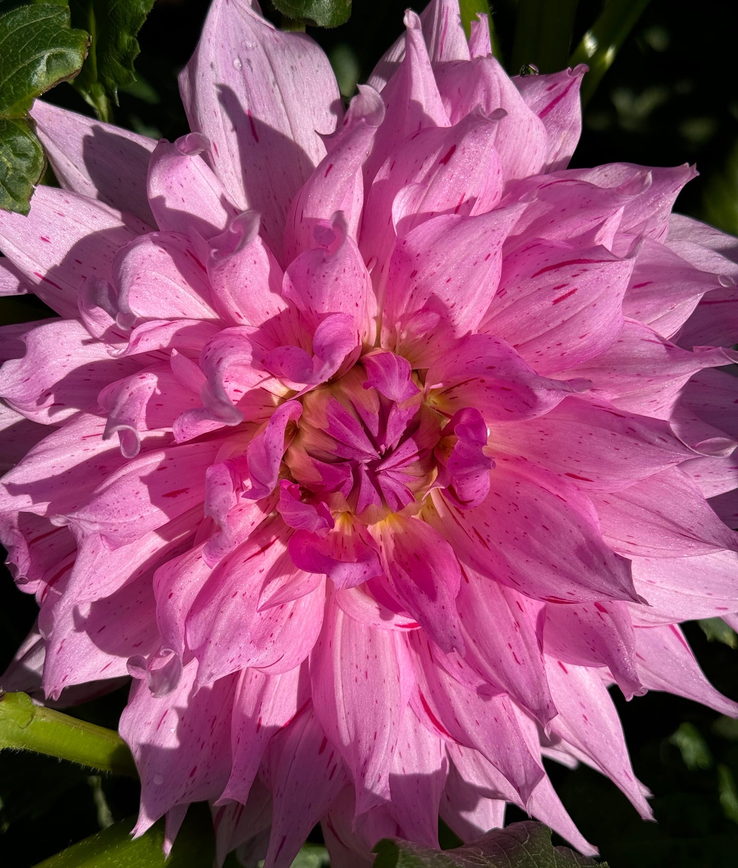 Mick’s Peppermint Dahlia