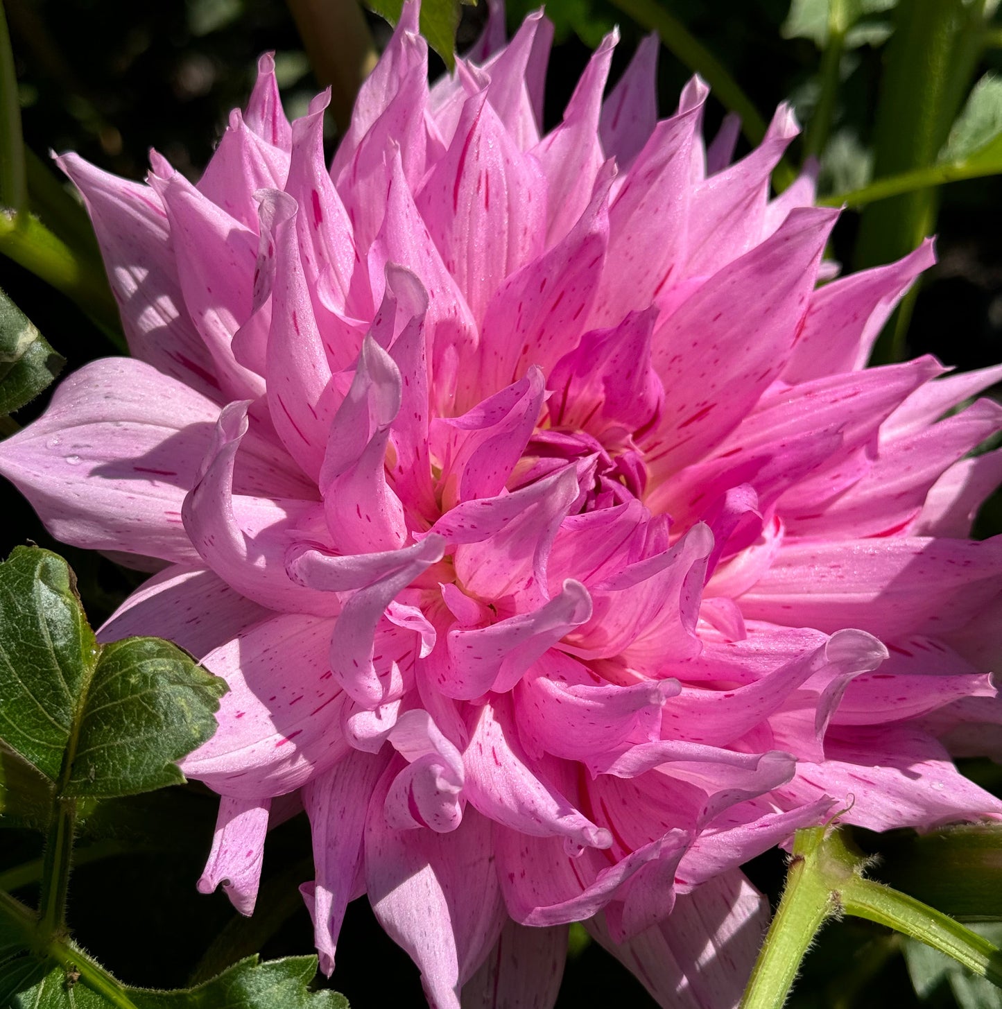 Mick’s Peppermint Dahlia