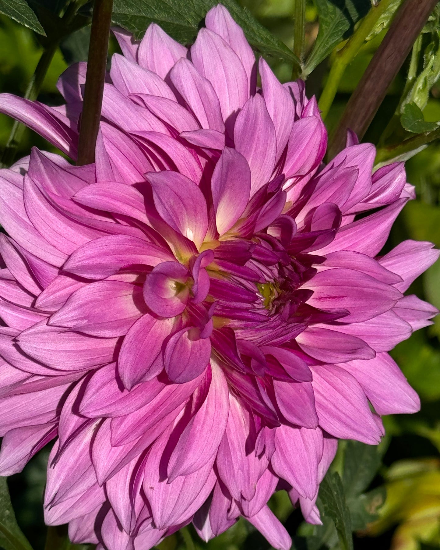 Bloomquist Enjoyment Dahlia