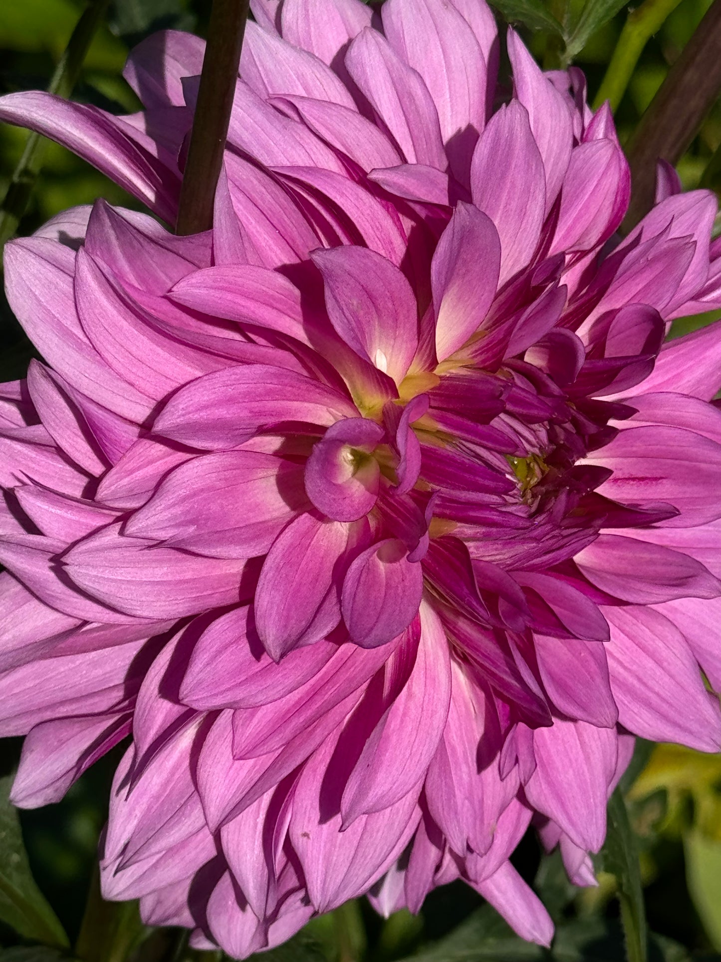 Bloomquist Enjoyment Dahlia