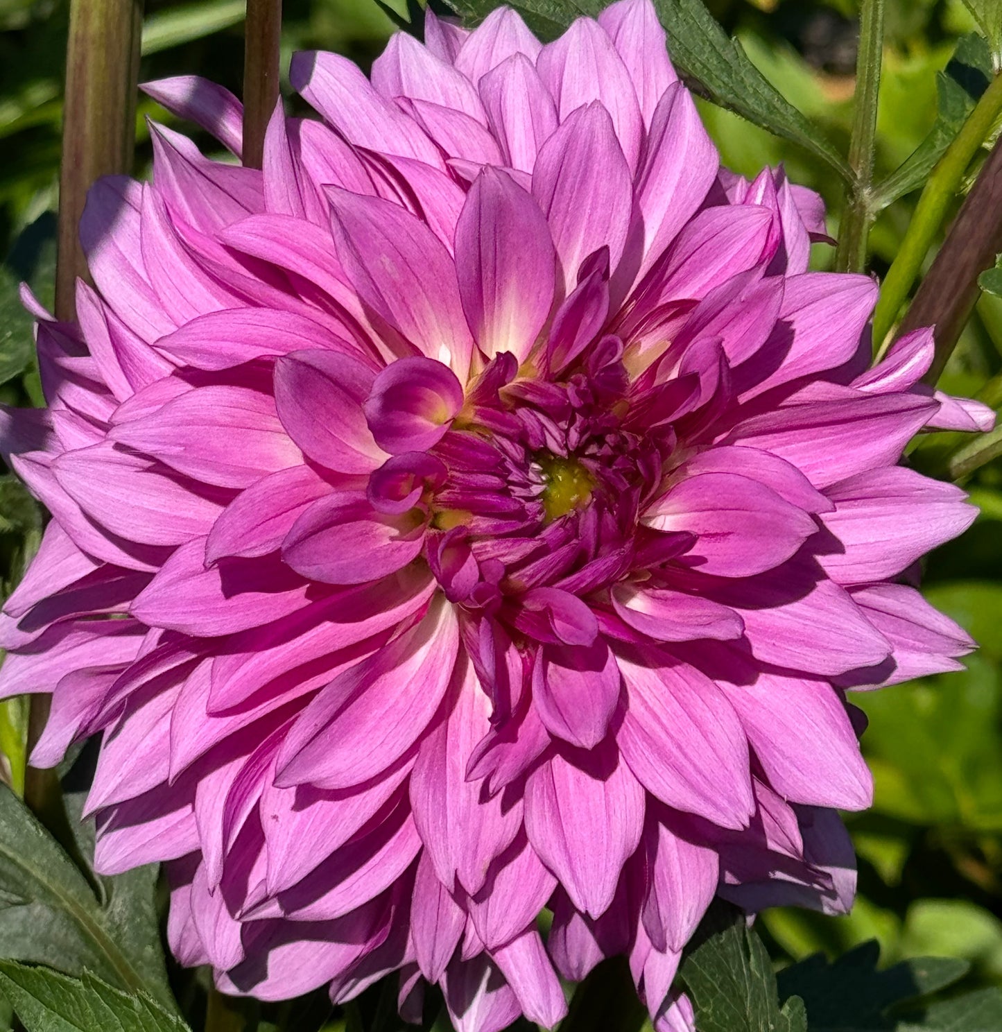 Bloomquist Enjoyment Dahlia