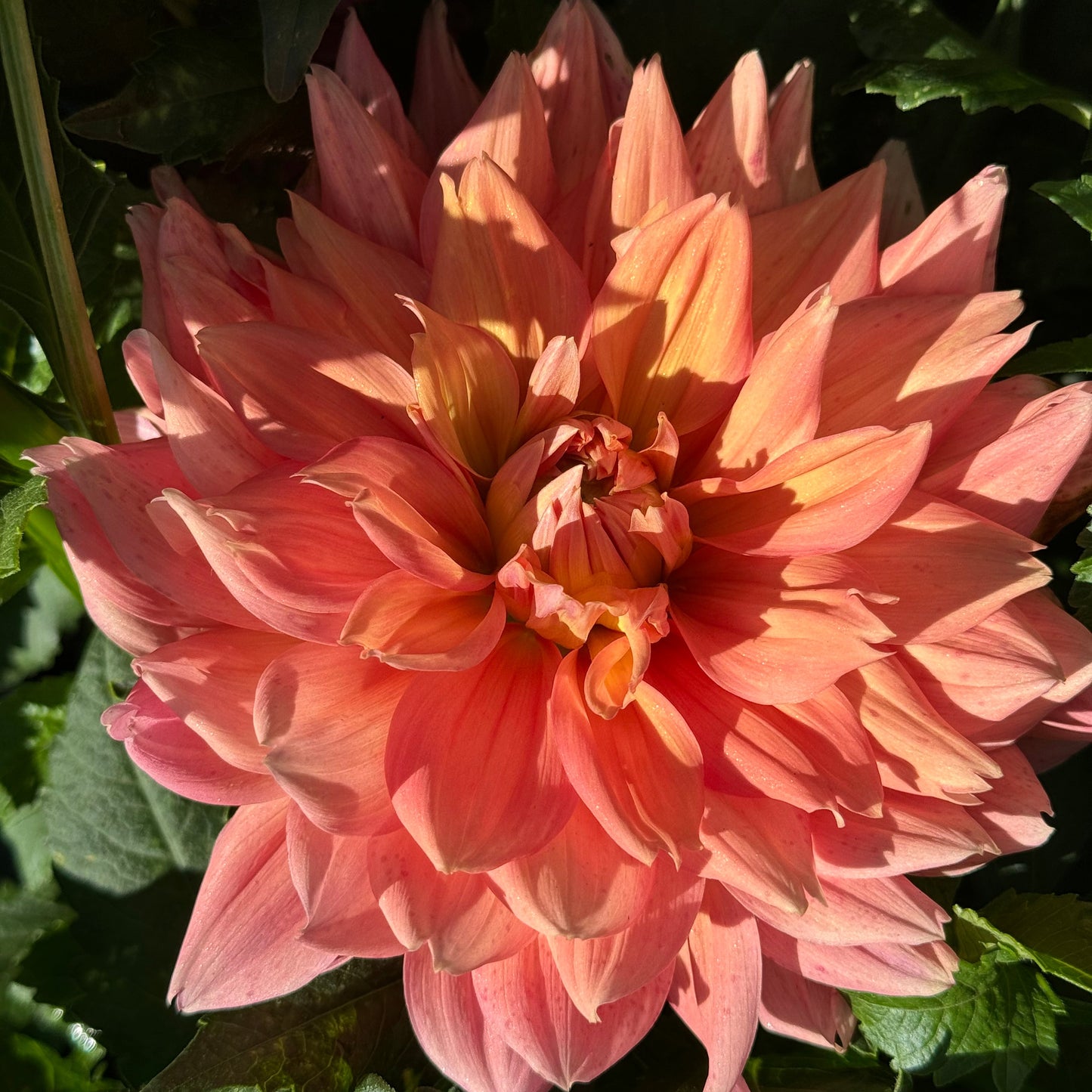 Honeymoon Dahlia