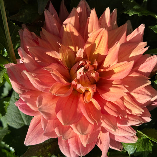 Honeymoon Dahlia