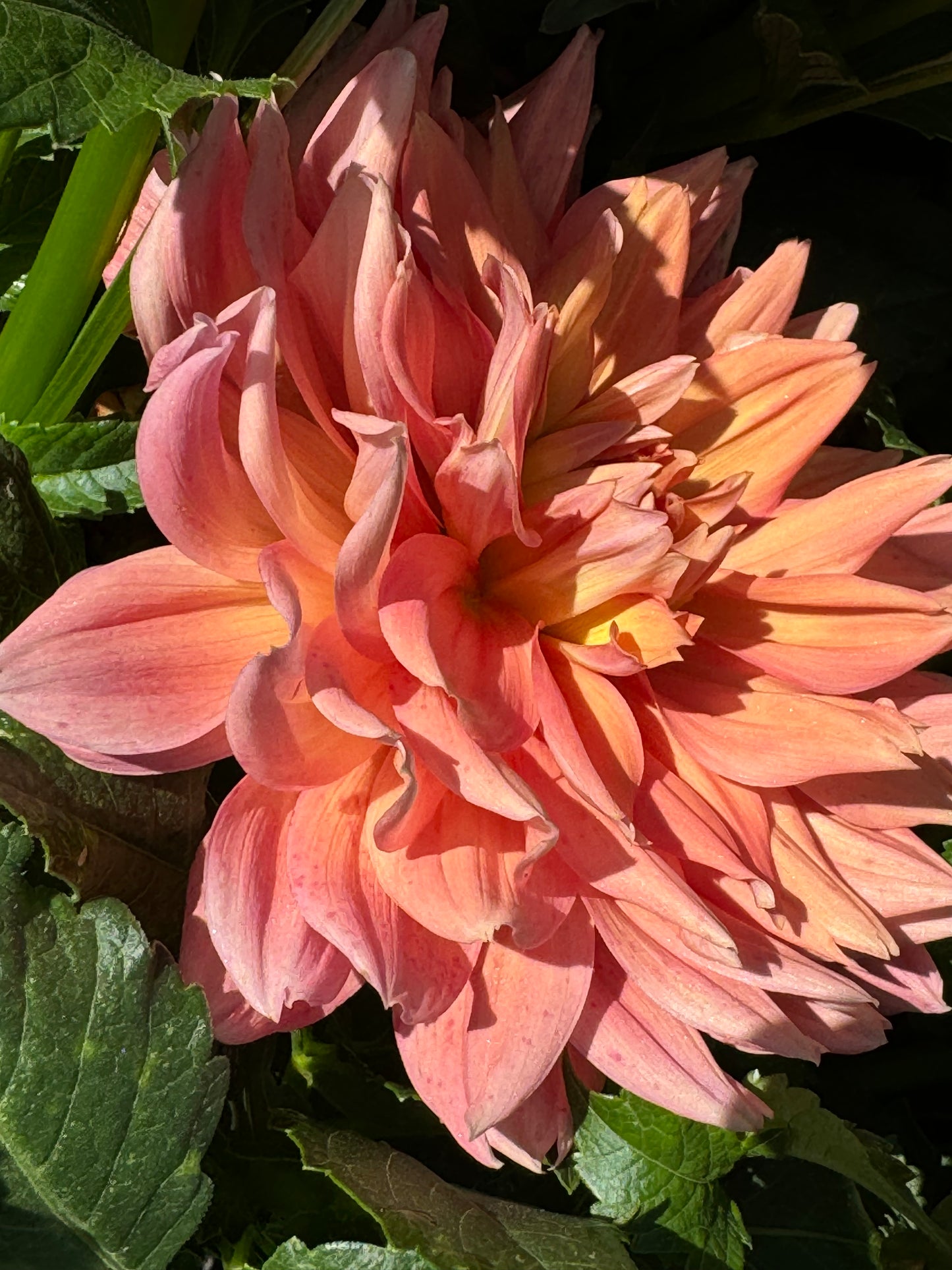 Honeymoon Dahlia