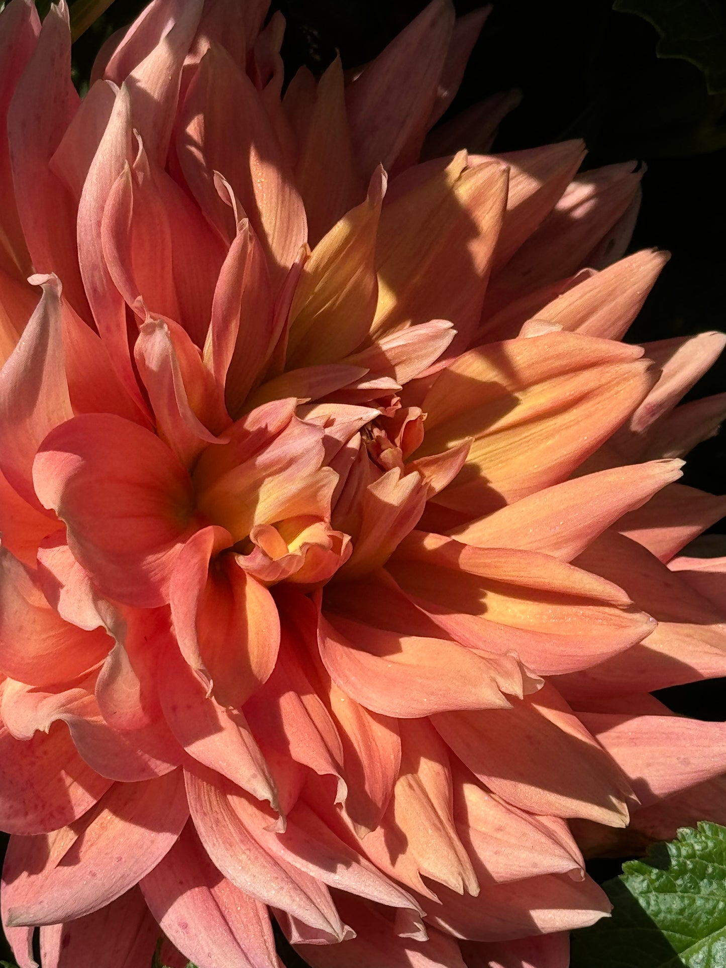 Honeymoon Dahlia