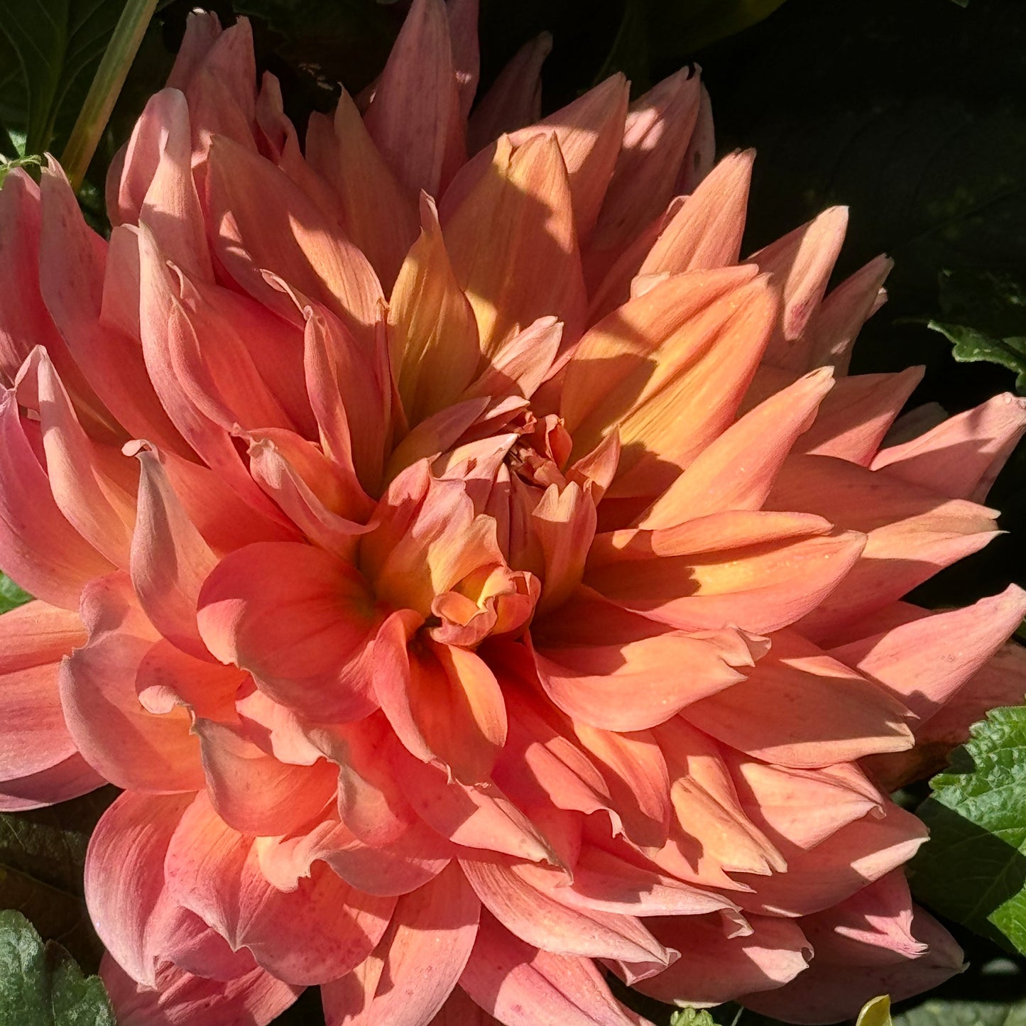 Honeymoon Dahlia