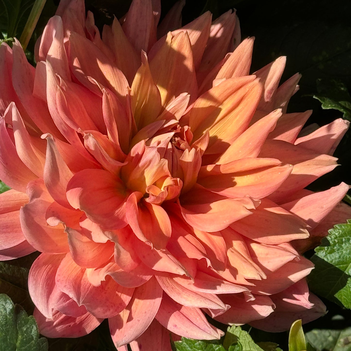 Honeymoon Dahlia