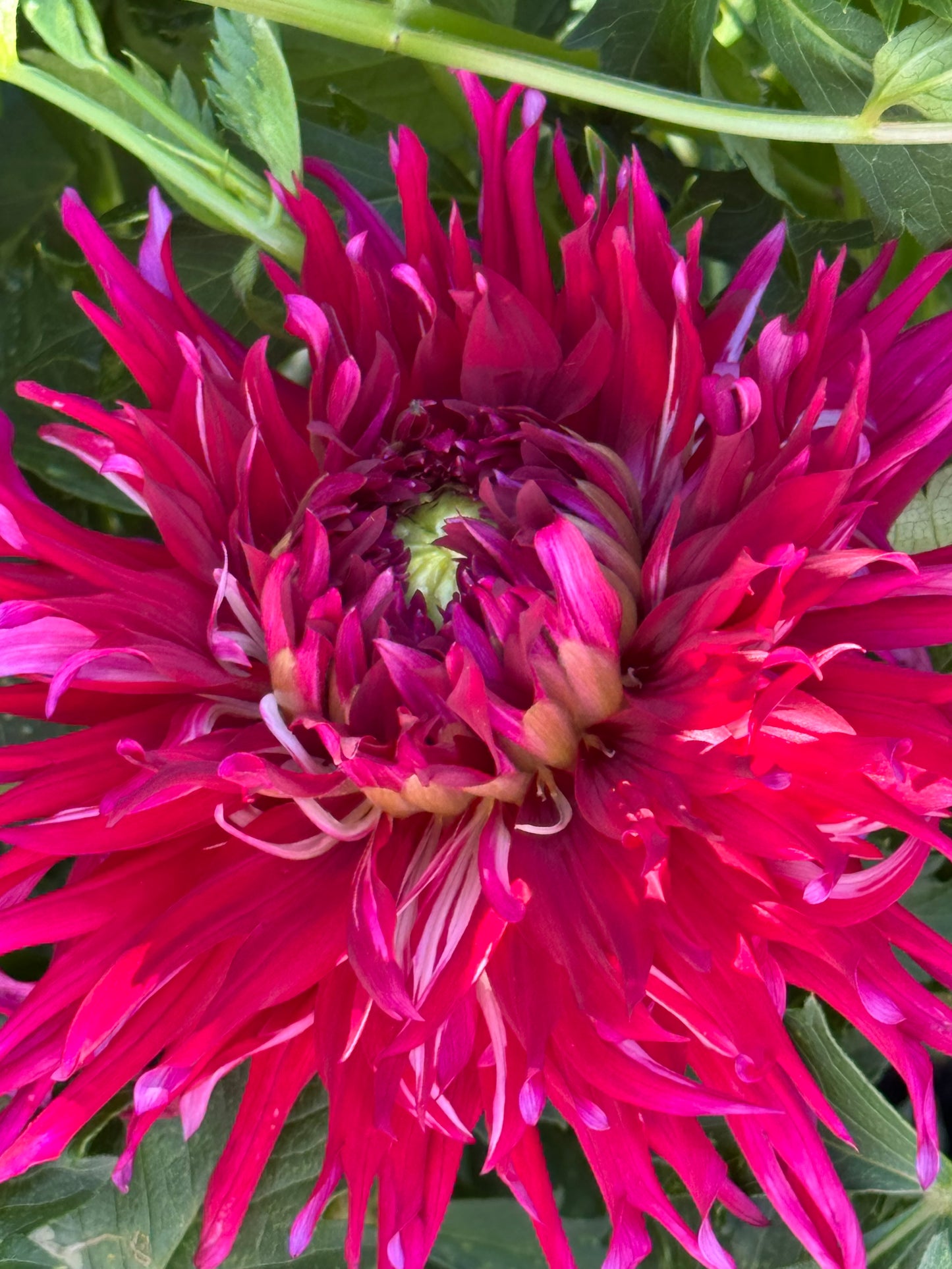 Pineland Prickles Dahlia