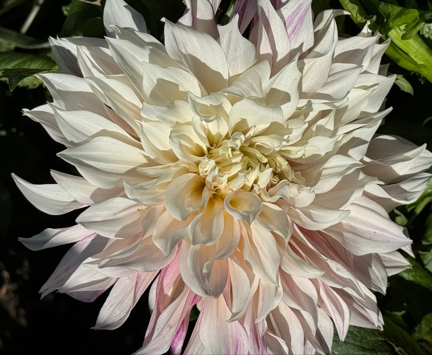 Cafe Au Lait Royal Dahlia