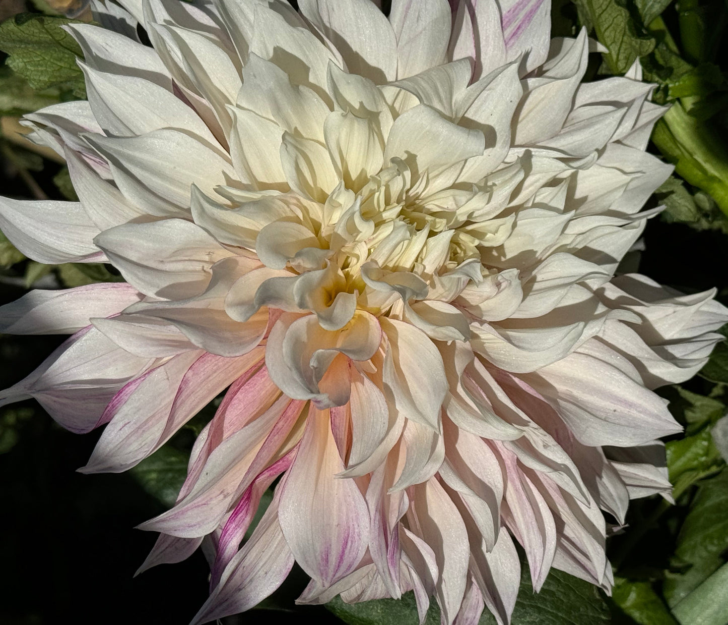 Cafe Au Lait Royal Dahlia