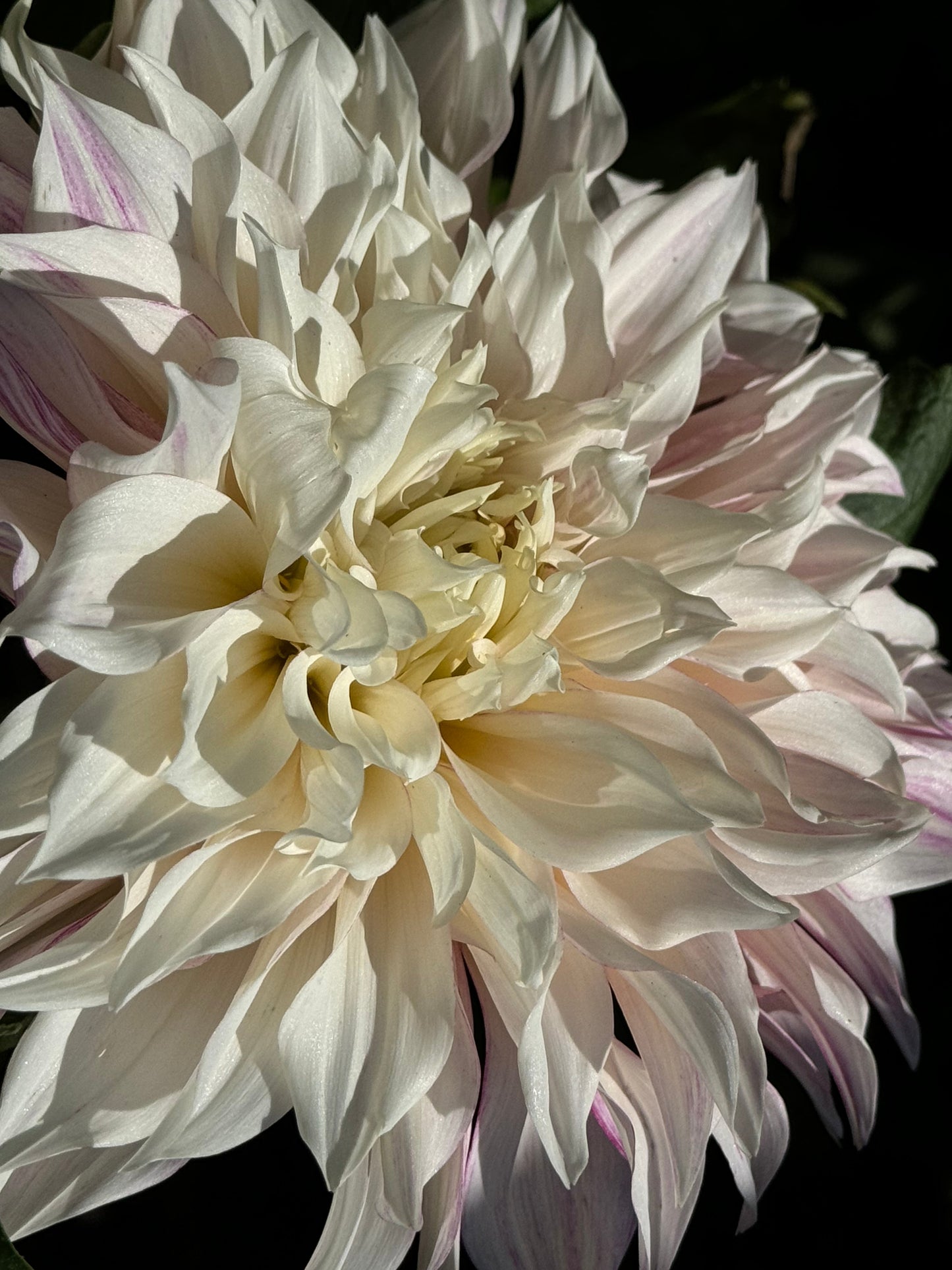 Cafe Au Lait Royal Dahlia