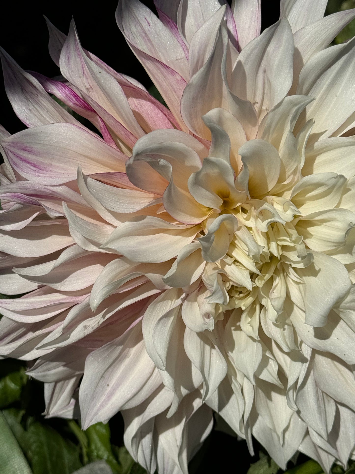 Cafe Au Lait Royal Dahlia