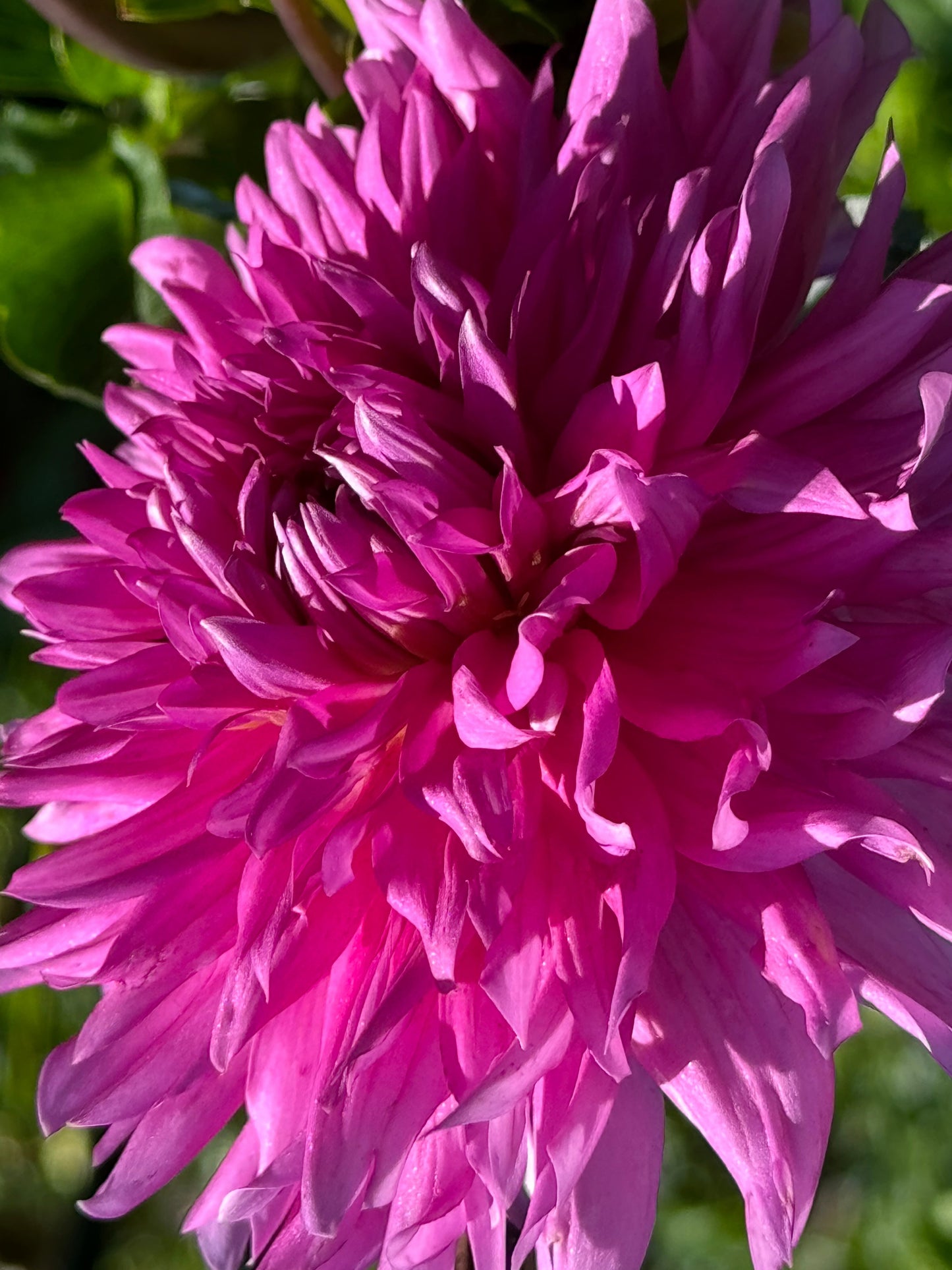 Bloomquist Charm Dahlia