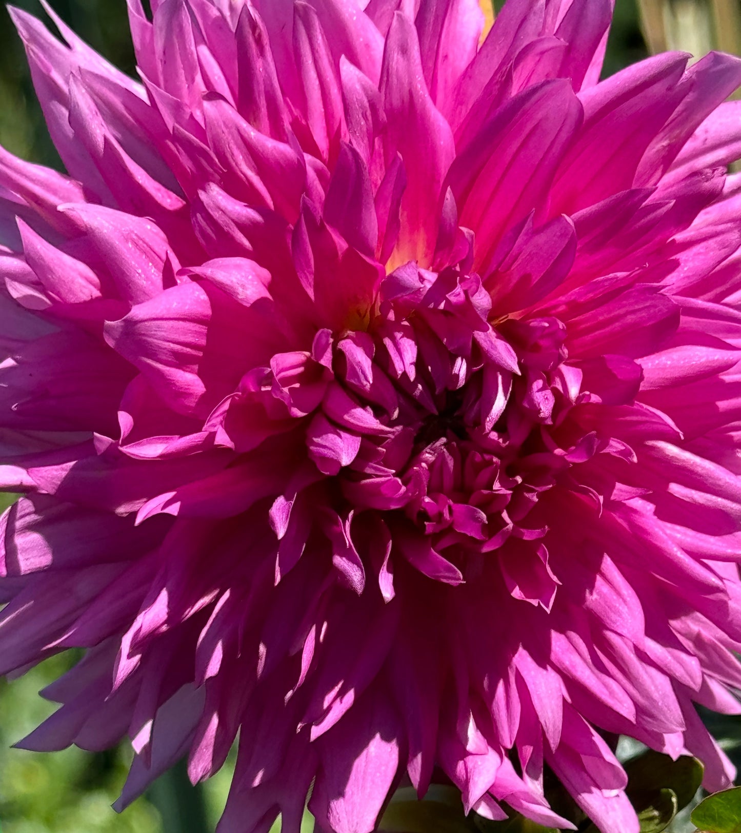 Bloomquist Charm Dahlia