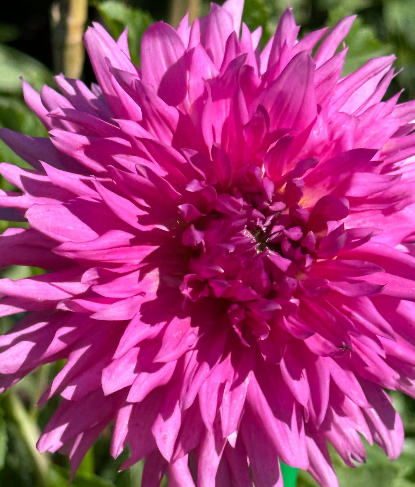 Bloomquist Charm Dahlia