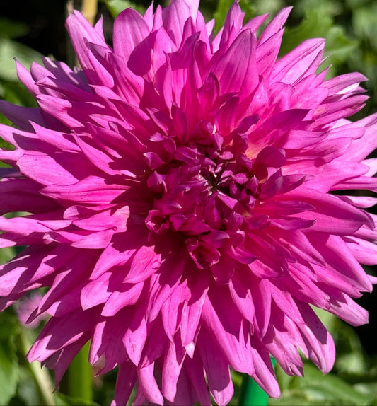 Bloomquist Charm Dahlia