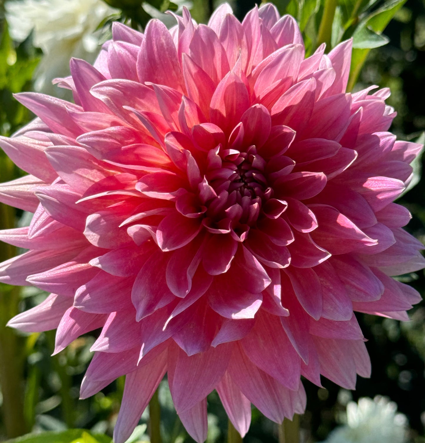 Coral Gypsy Dahlia