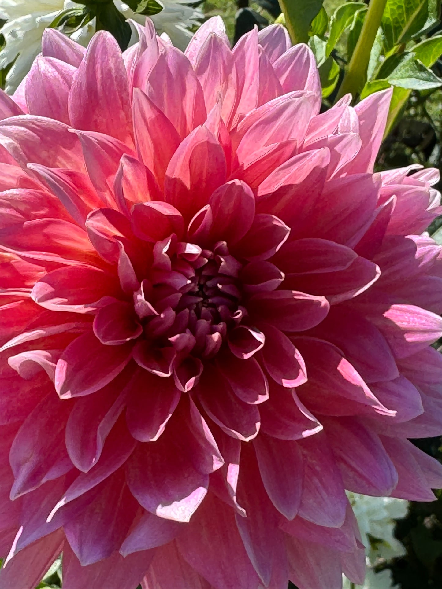 Coral Gypsy Dahlia