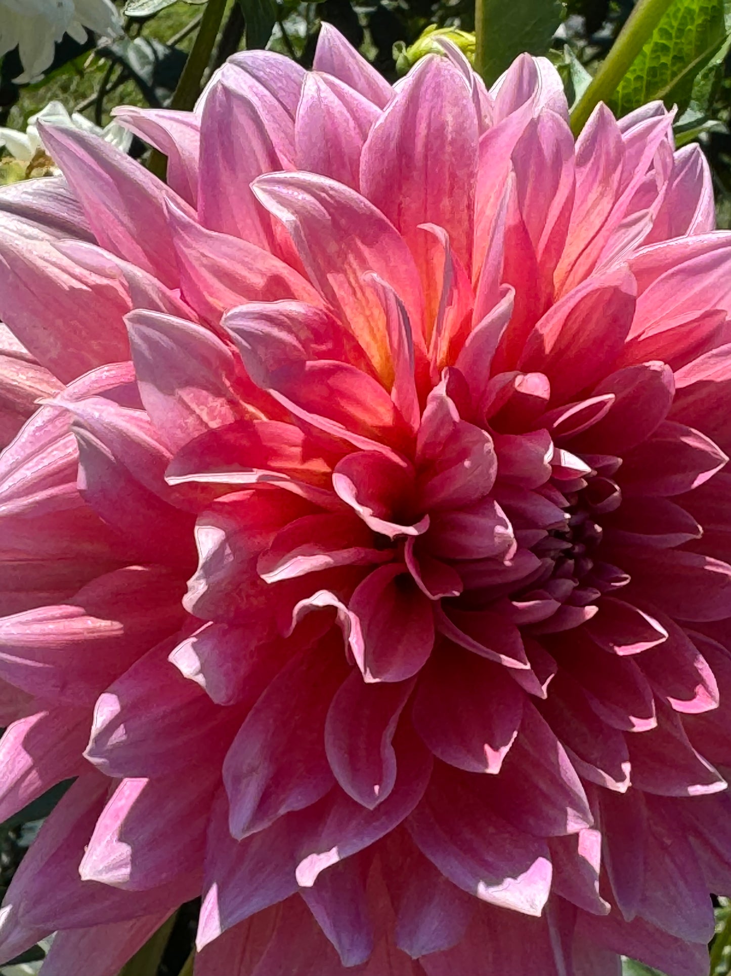 Coral Gypsy Dahlia