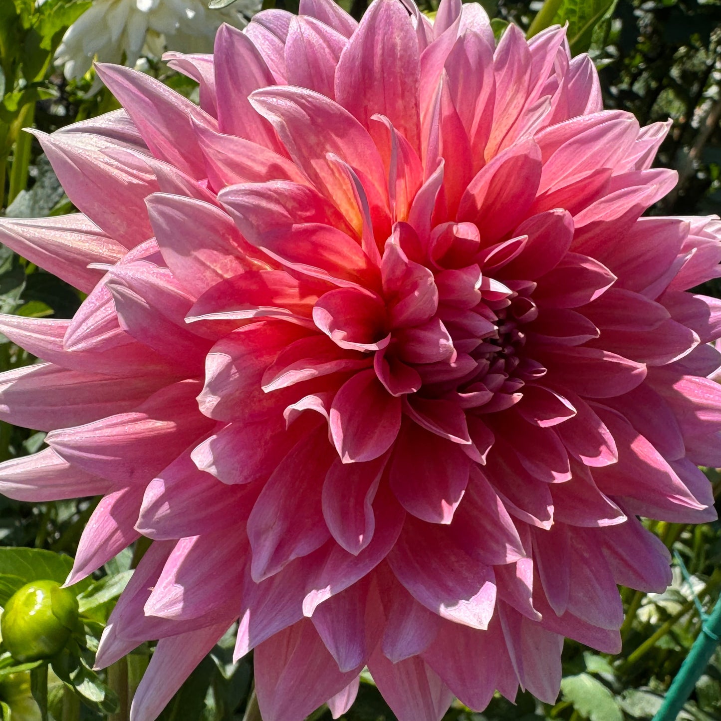 Coral Gypsy Dahlia