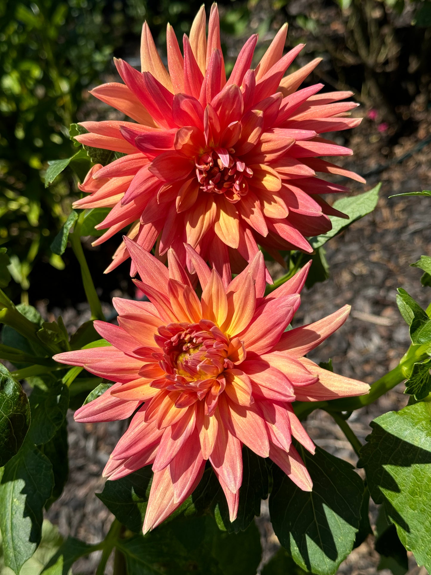 Gay Triumph Dahlia