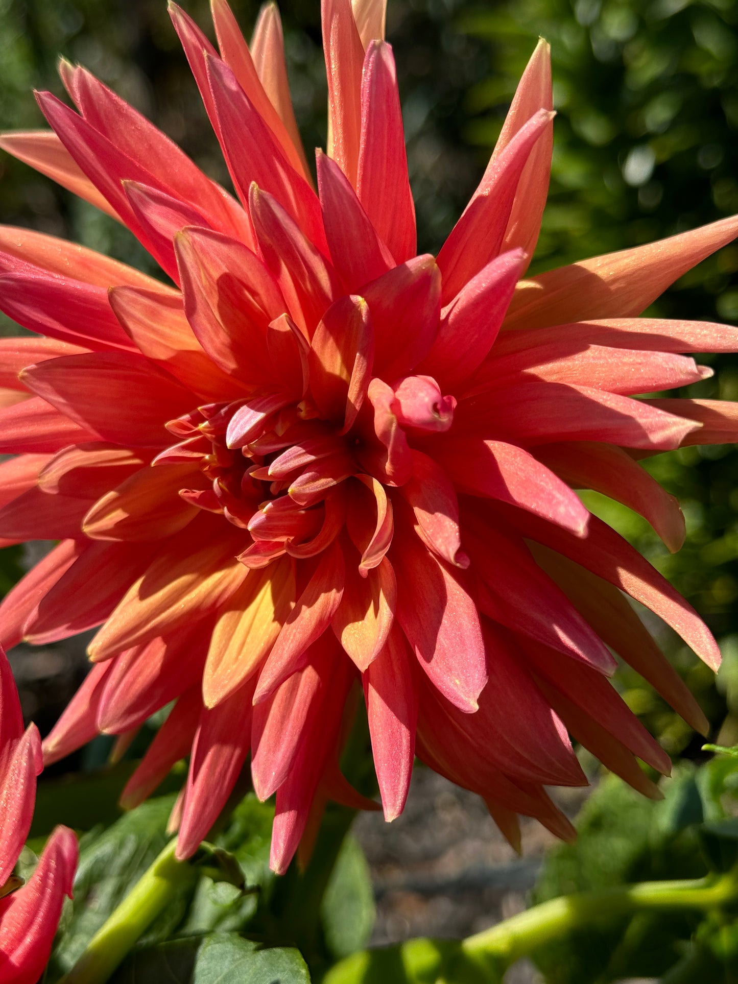 Gay Triumph Dahlia