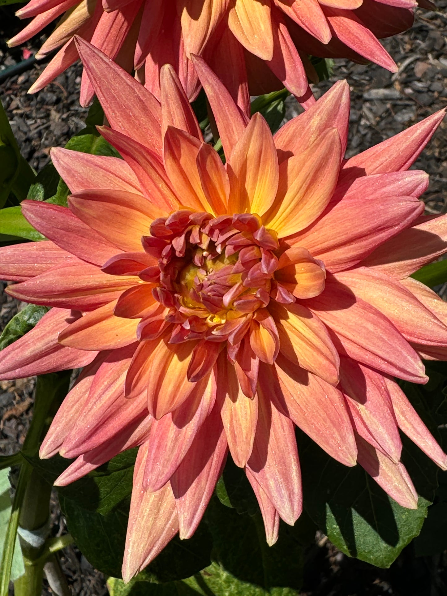 Gay Triumph Dahlia