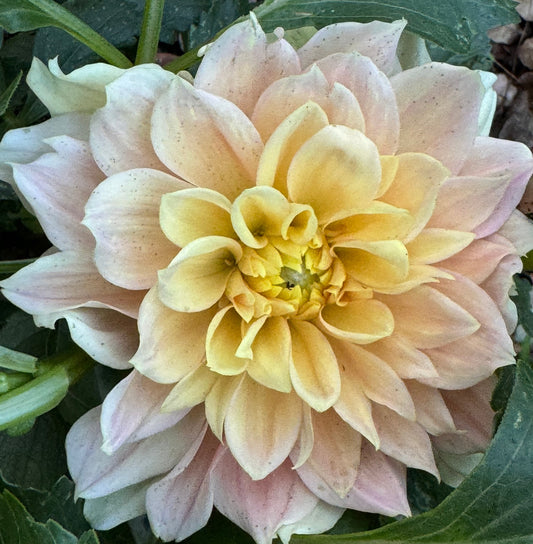 Grand Prix Dahlia