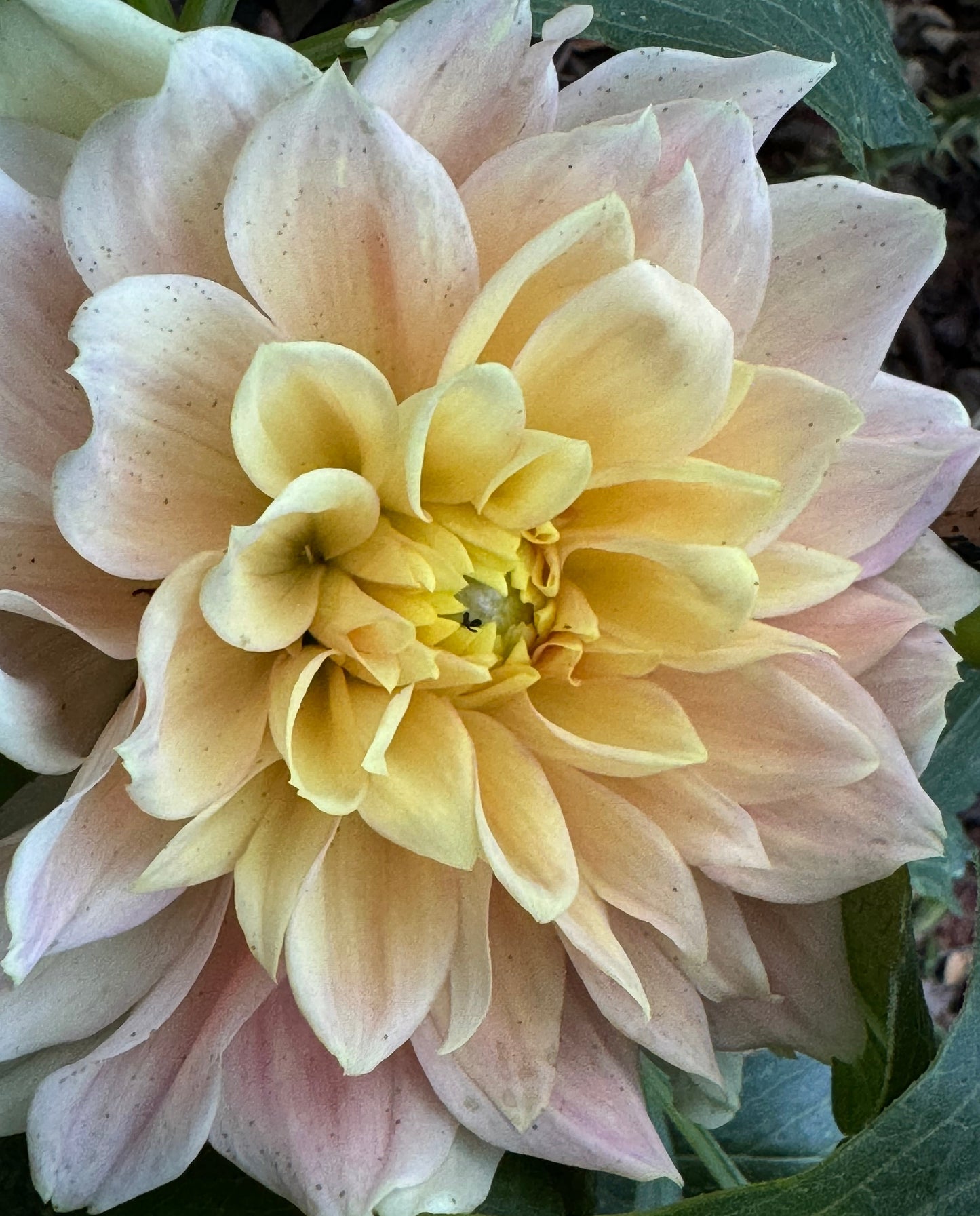 Grand Prix Dahlia