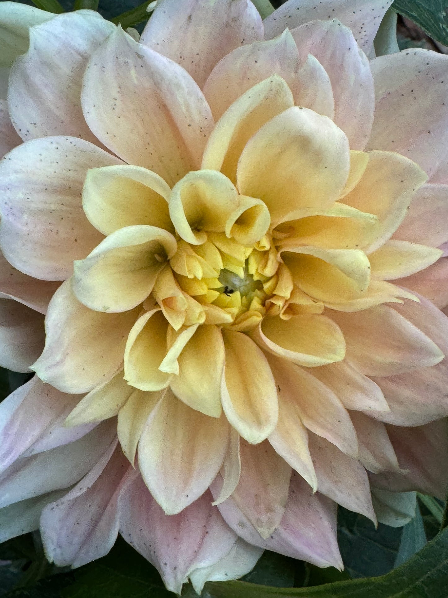 Grand Prix Dahlia