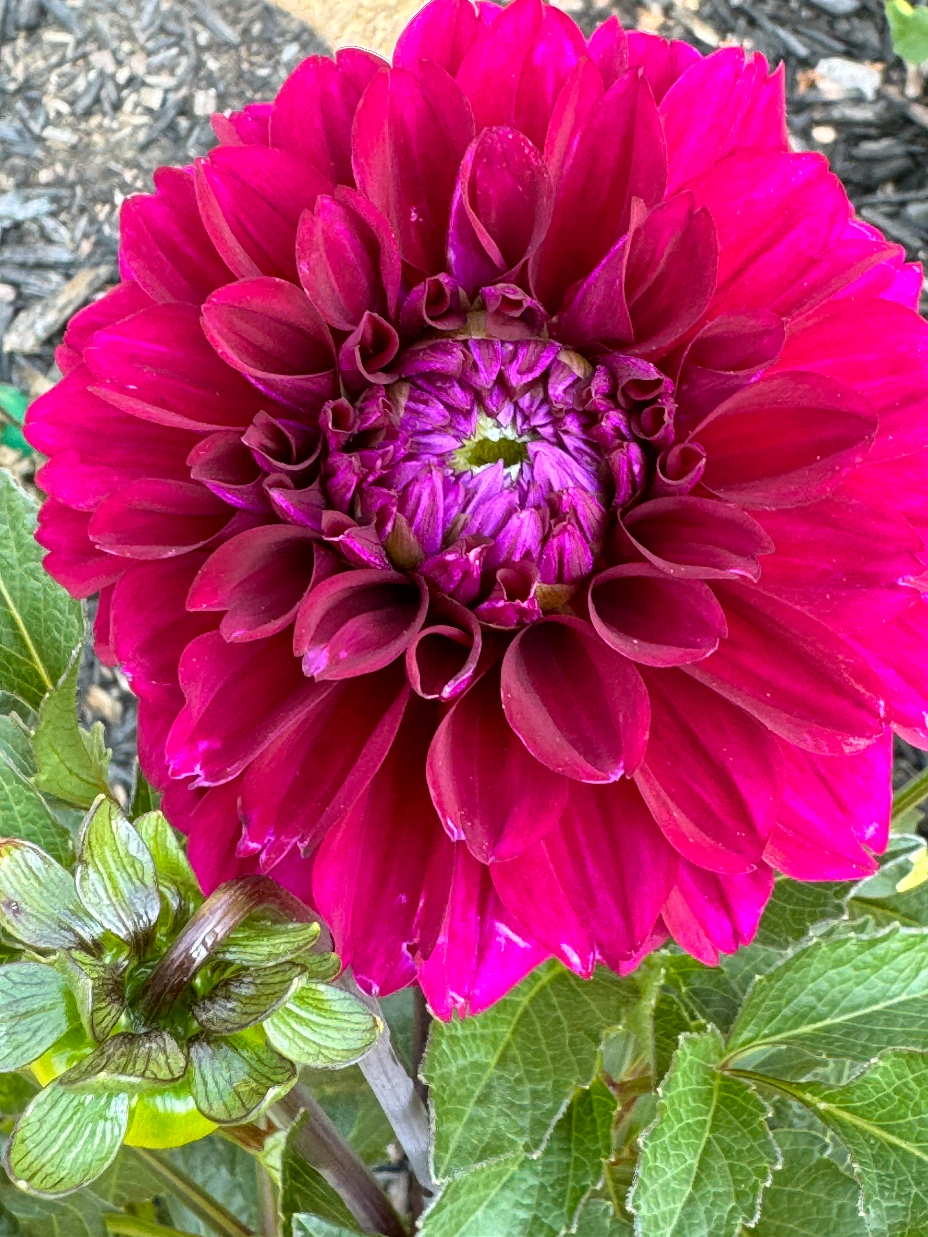 Concord Dahlia – Draginas Flowers LLC