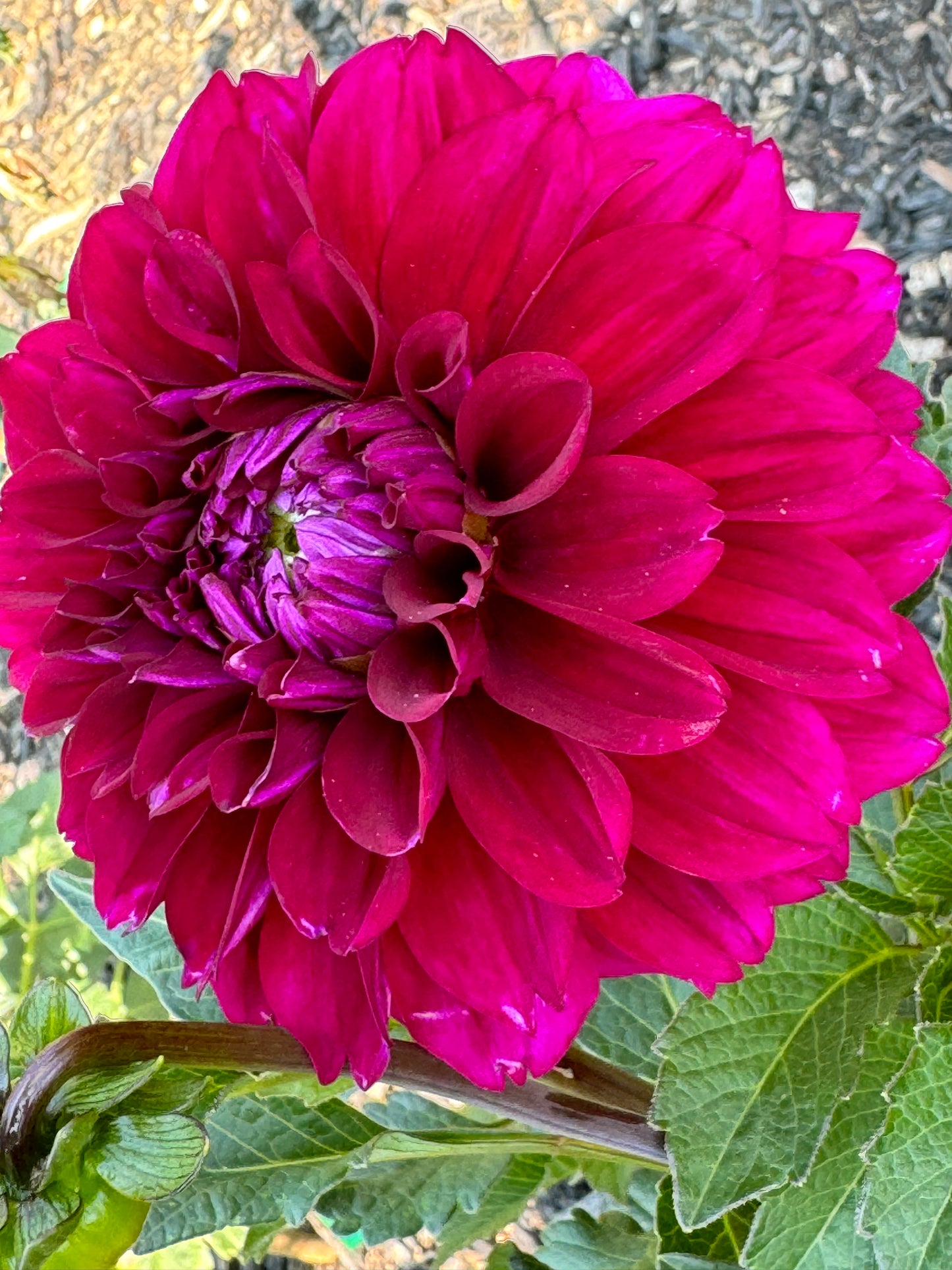 Concord Dahlia