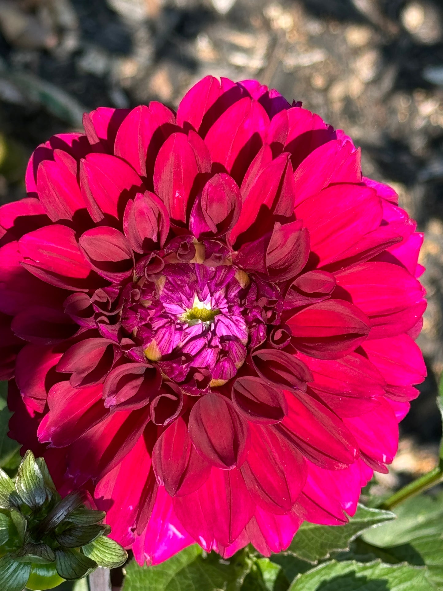 Concord Dahlia