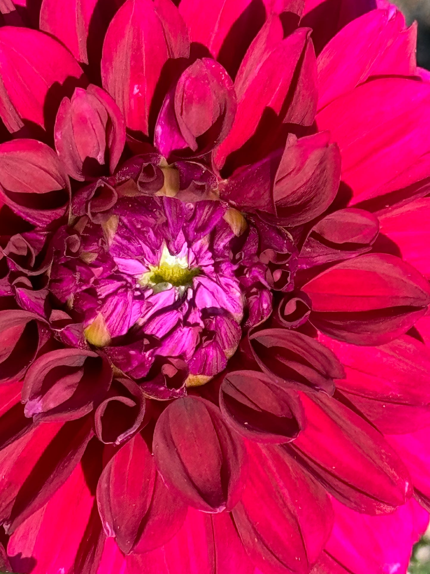 Concord Dahlia