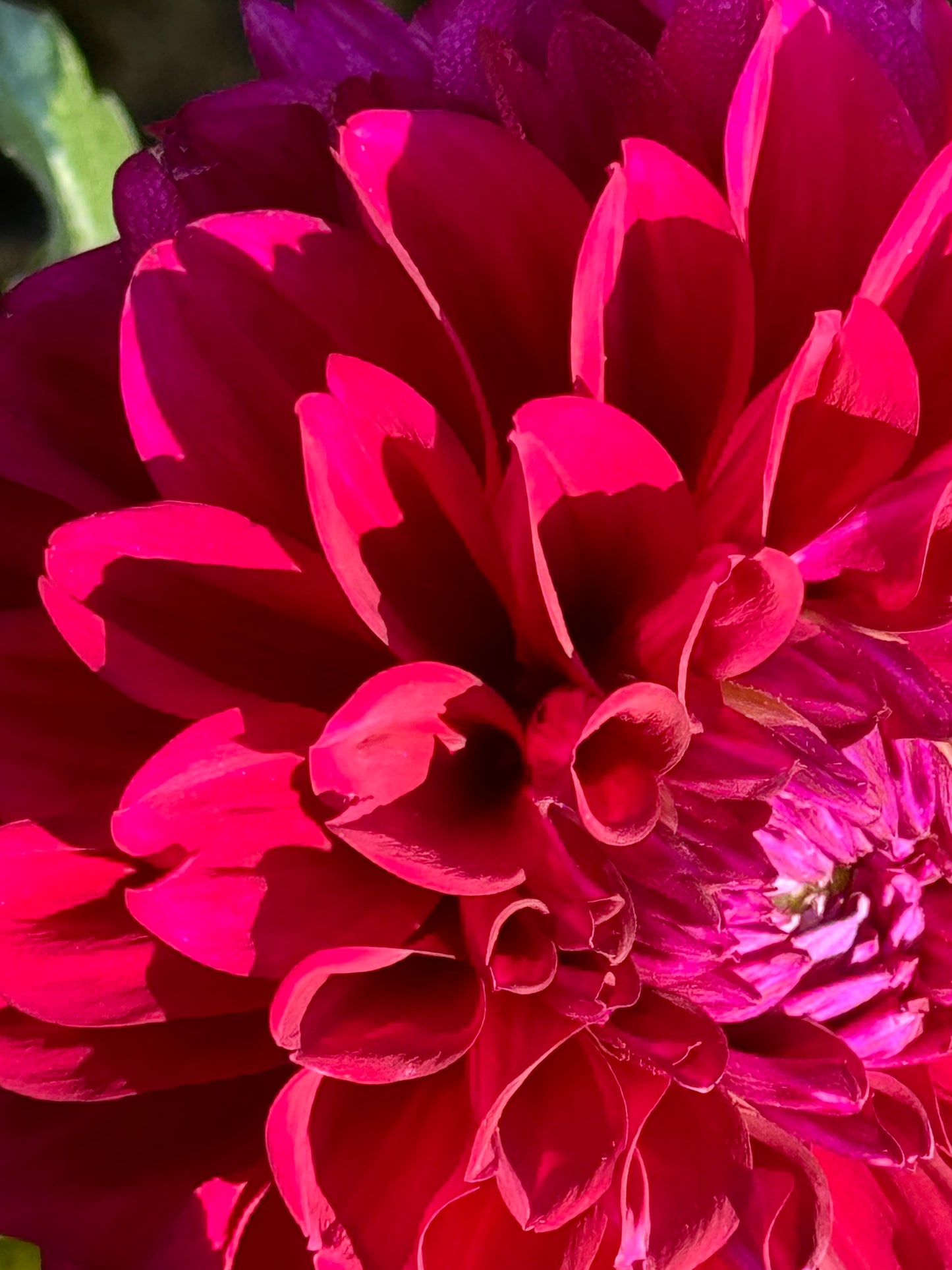 Concord Dahlia