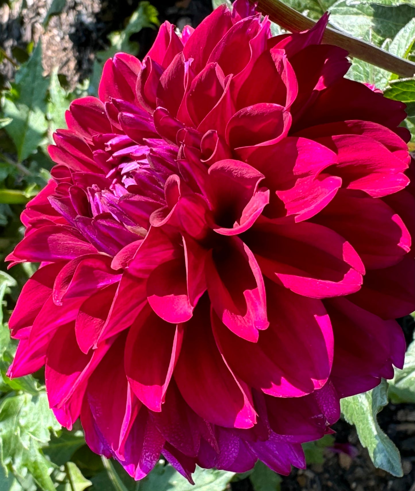 Concord Dahlia