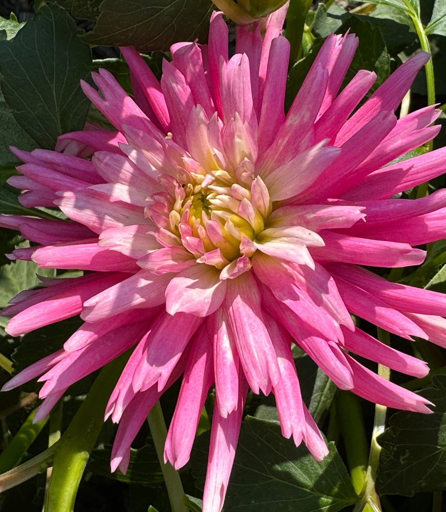 First Kiss Dahlia