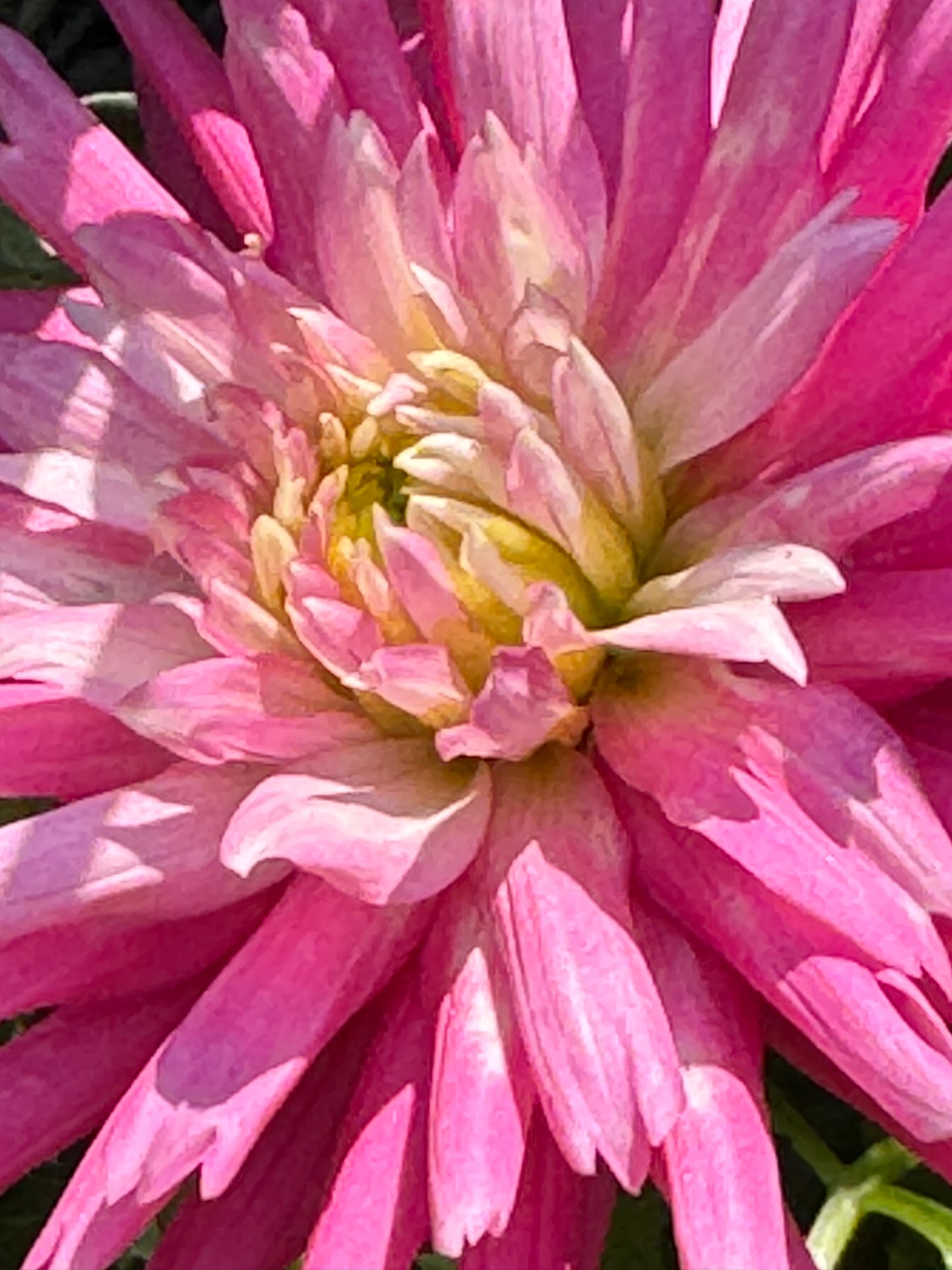 First Kiss Dahlia