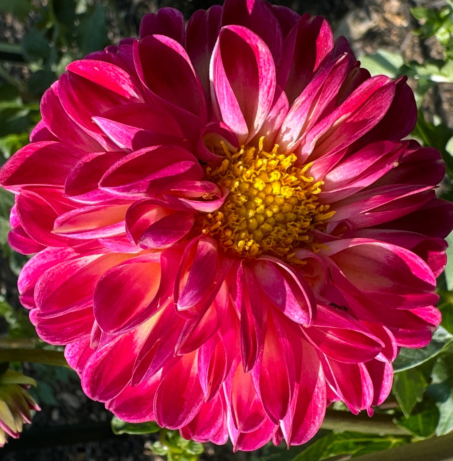 Camano Dreaming Dahlia